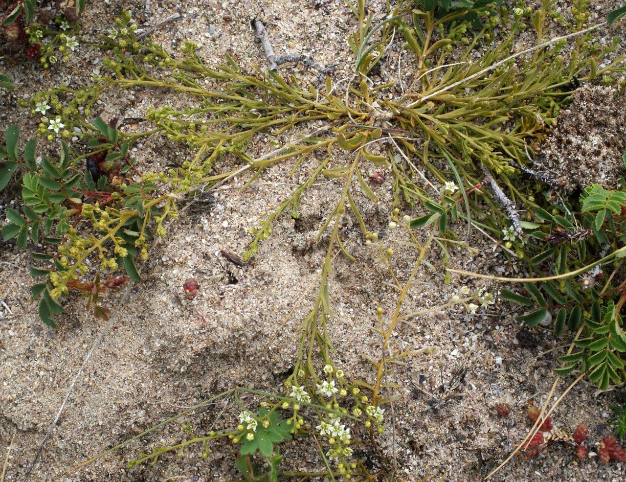 Bastard toadflax 11