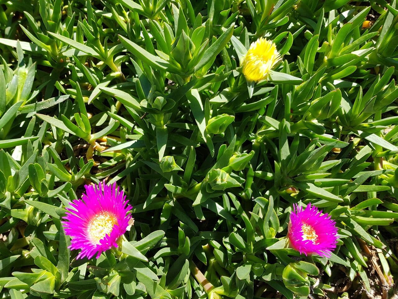 Carpobrotus chilensis 2
