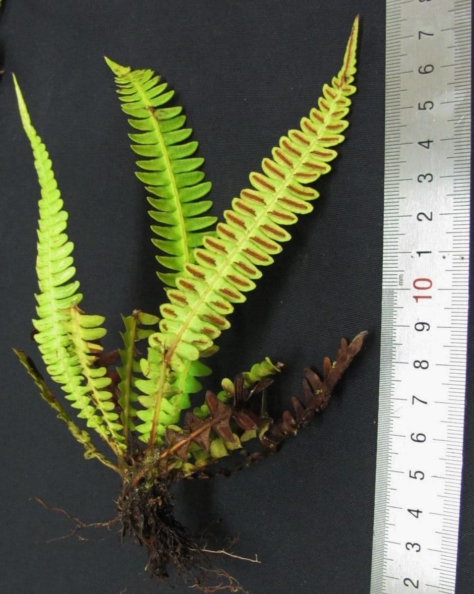 Blechnum polypodioides 10