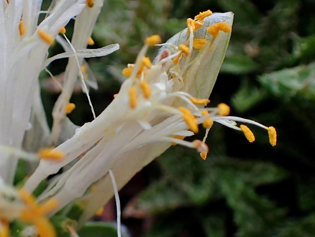 Haemanthus 7