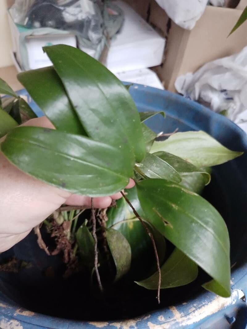 Monstera di Lechler 2