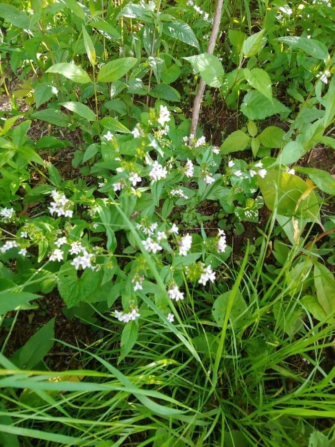 Houstonia purpurea 4