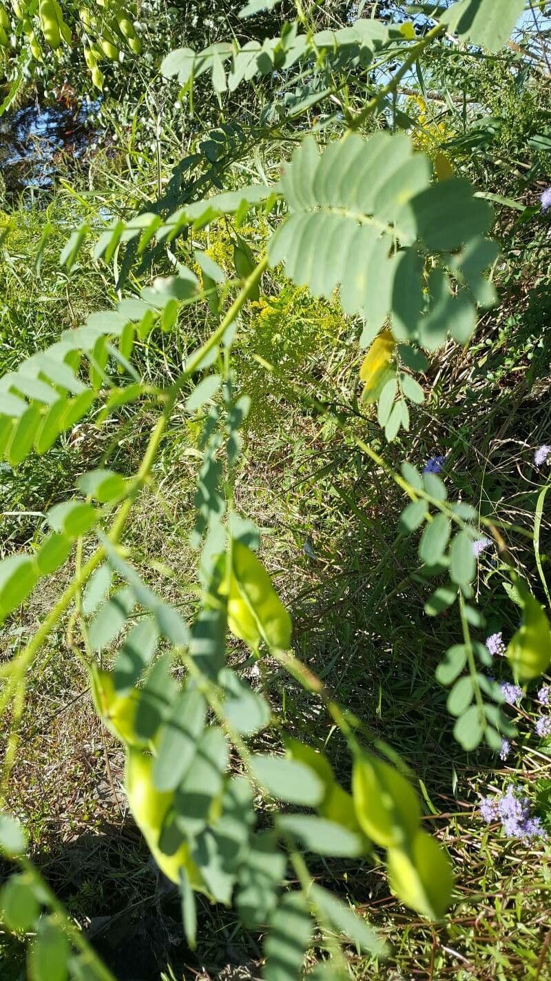 Sesbania drummondii 20