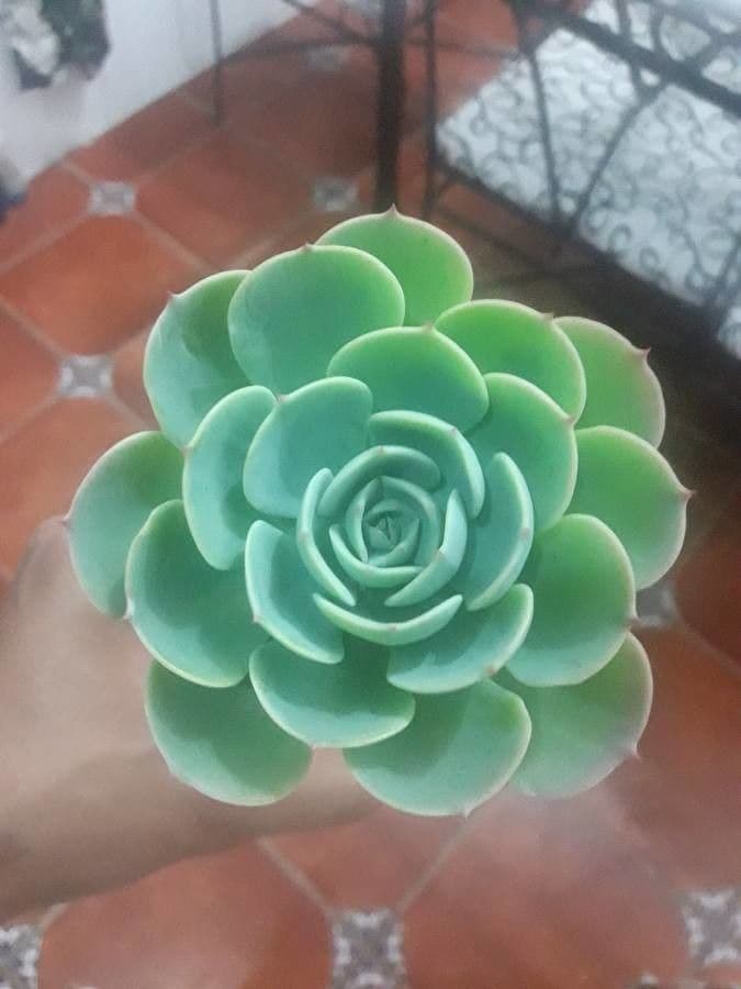 Echeveria secunda 18
