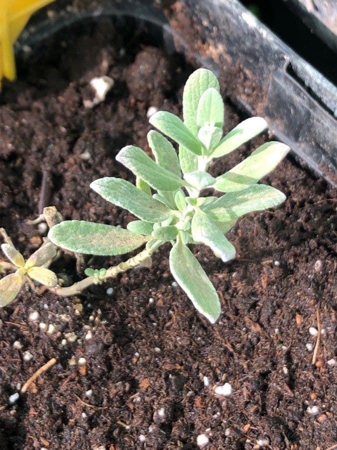 Salvia germandrina 14