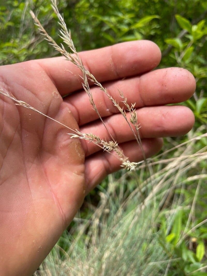 Festuca filiforme 5