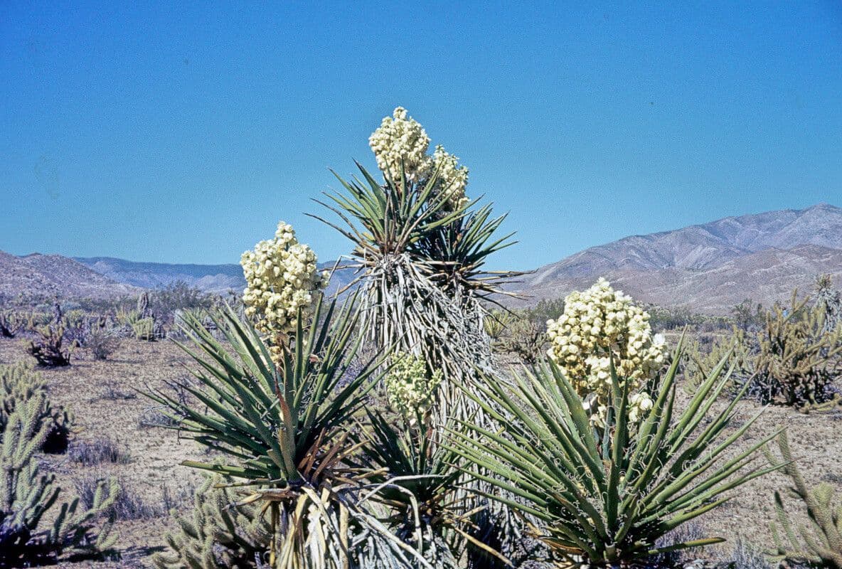 Yuca schidigera 13