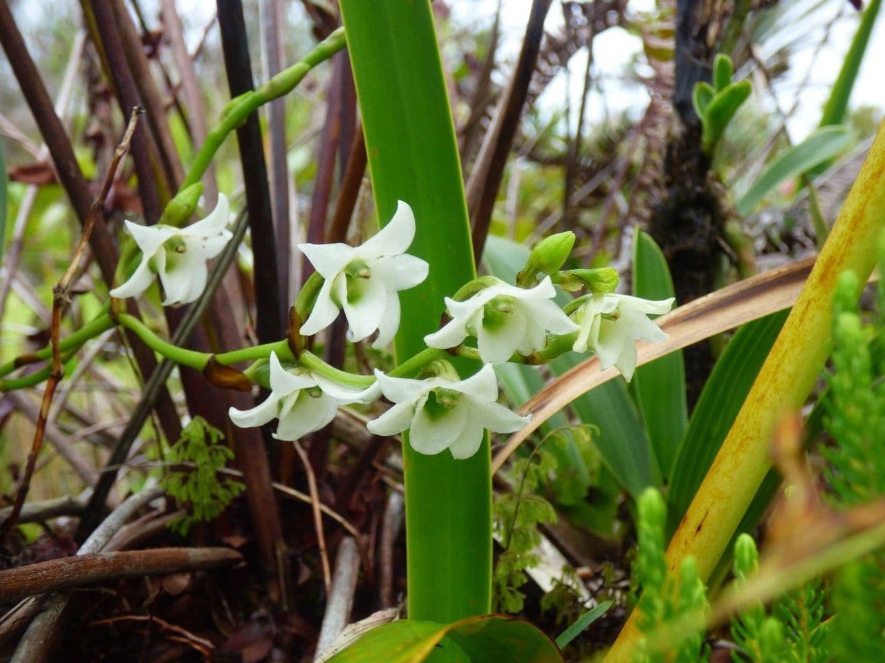 Angraecum 6