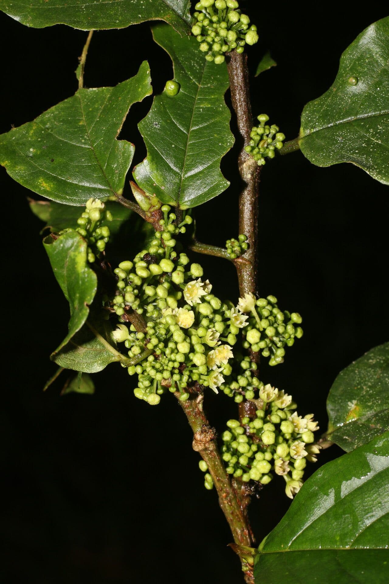 Colubrina 2