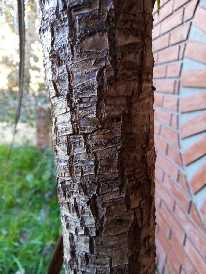Sisal selvatico 12