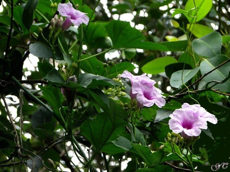 Mauritius-Prunkwinde 2