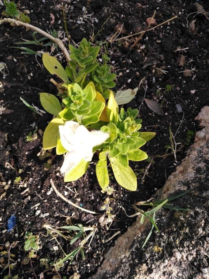 Petunia 11