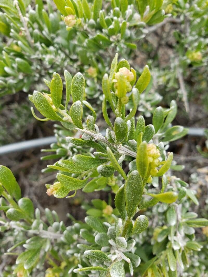Grayia spinosa 16