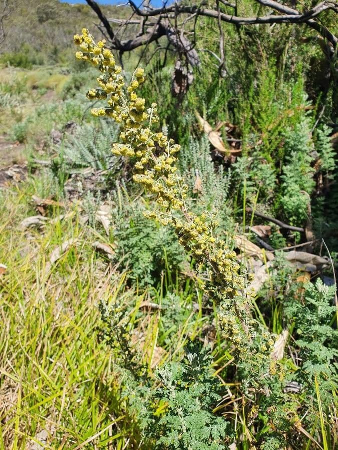 Artemisia afra