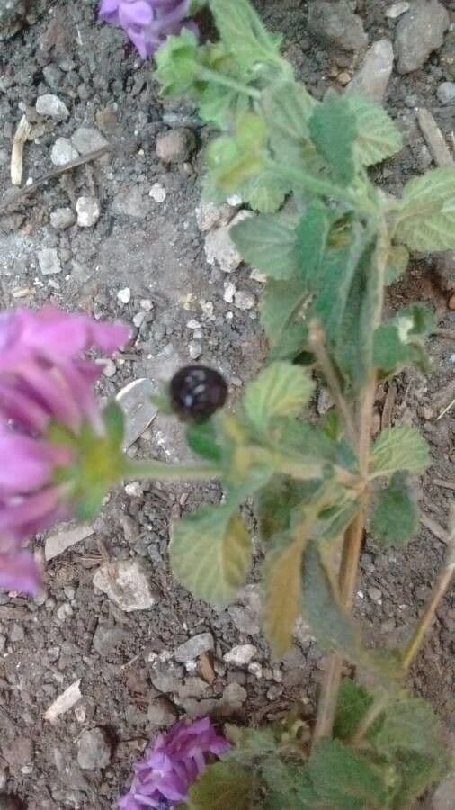 Lantana 3