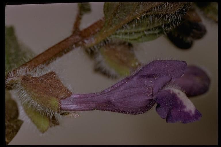 Scutellaria tuberosa