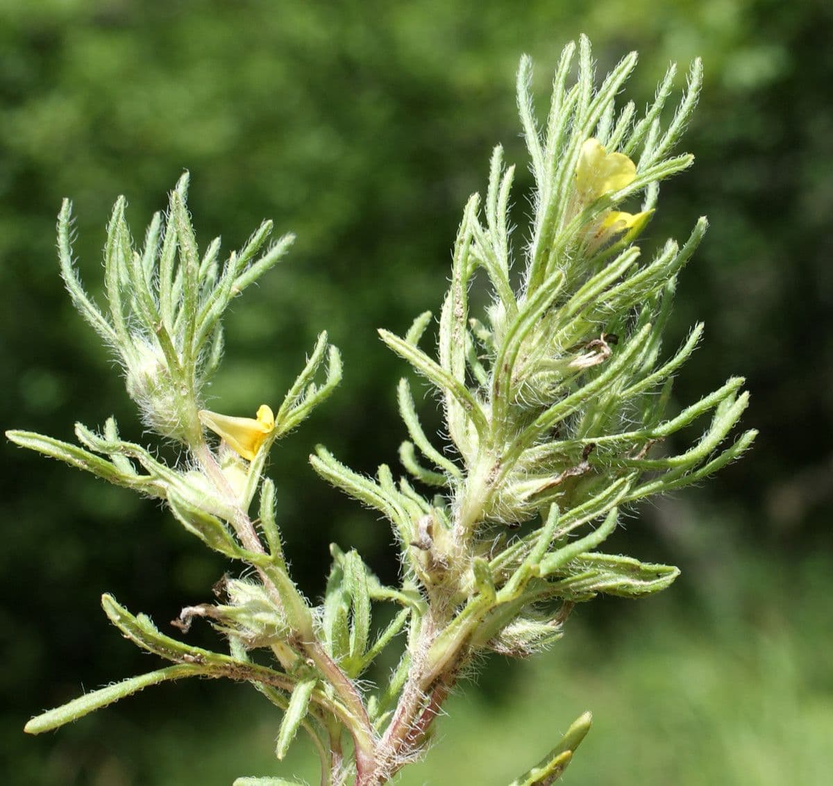 Bugle petit-pin 22