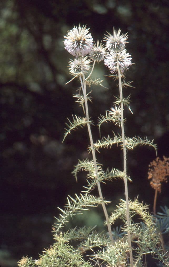 Echinops spinosissimus 11