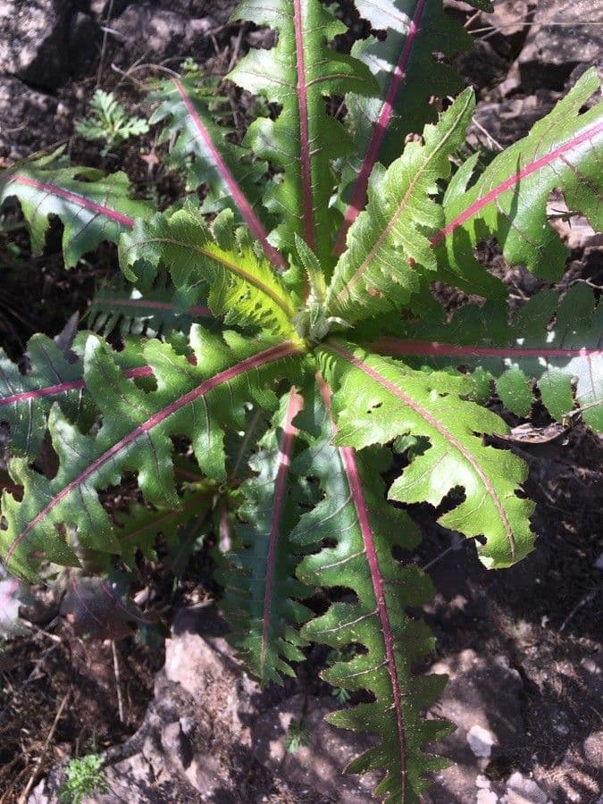Sonchus 12