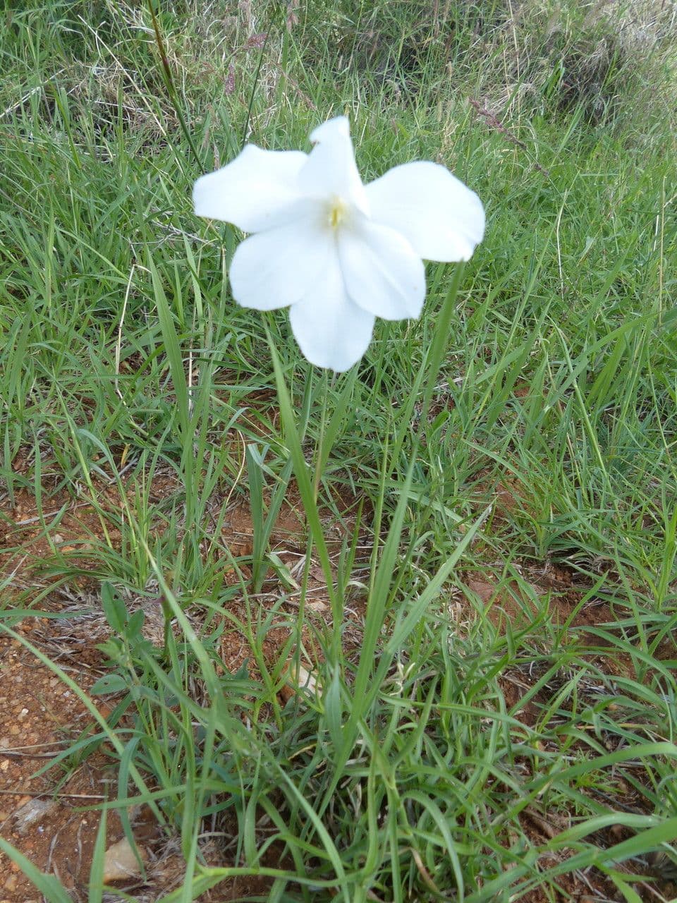 Gladiole 8