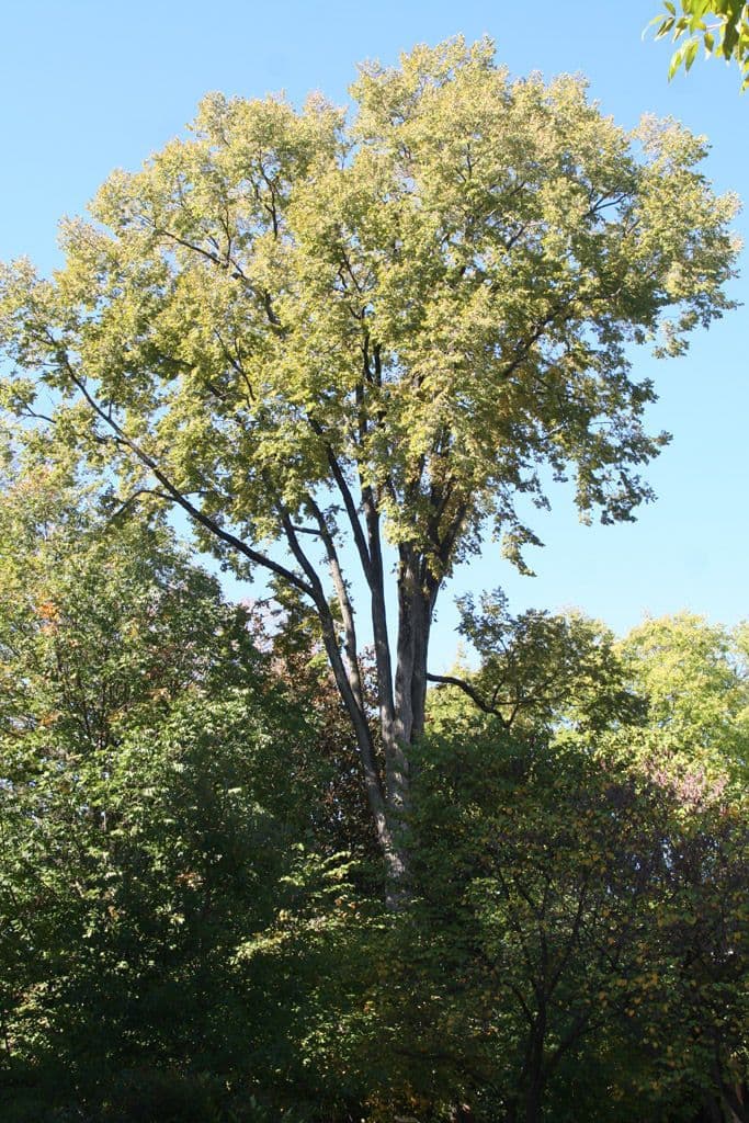 Brest neskorý 5
