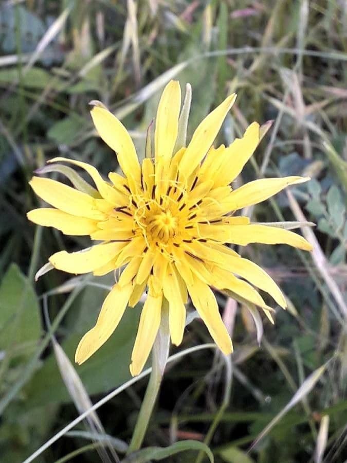 Wiesen-Bocksbart 6