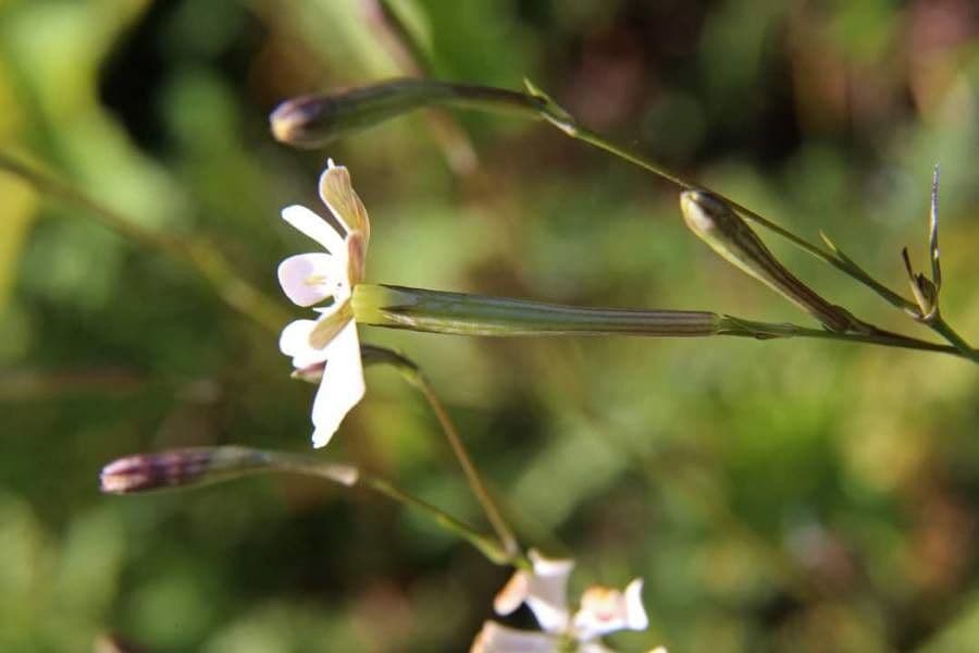 Silene 4