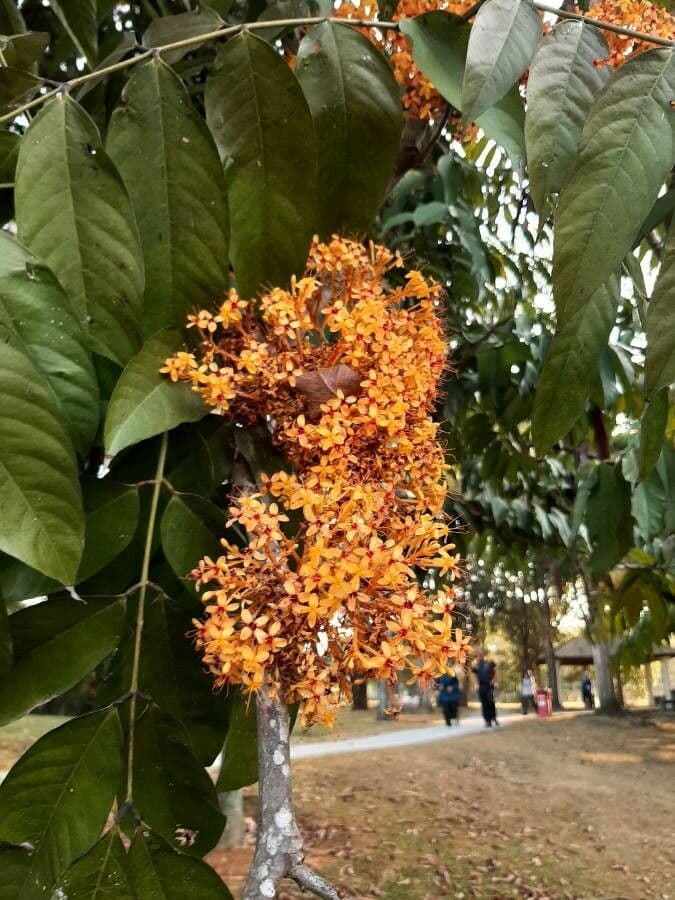 Saraca indica 7