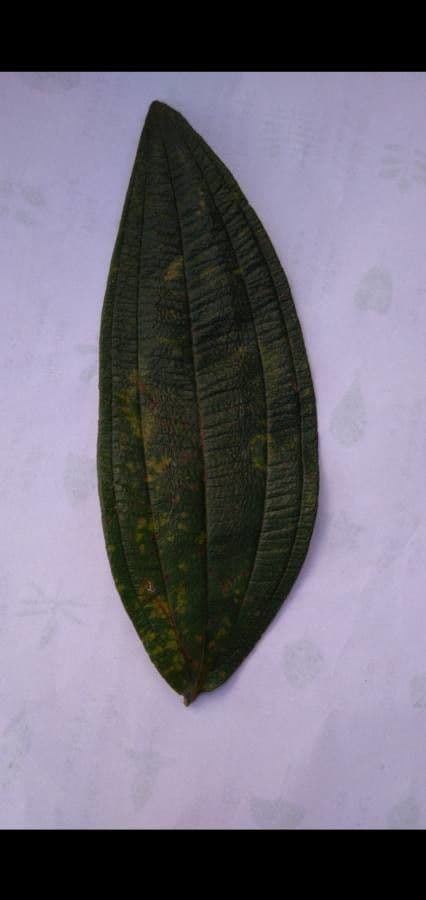 Pleroma 15