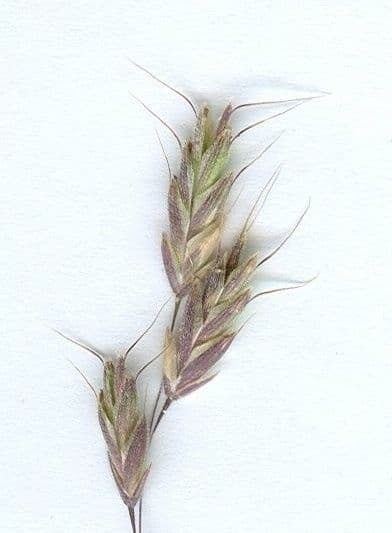 Bromus squarrosus 26