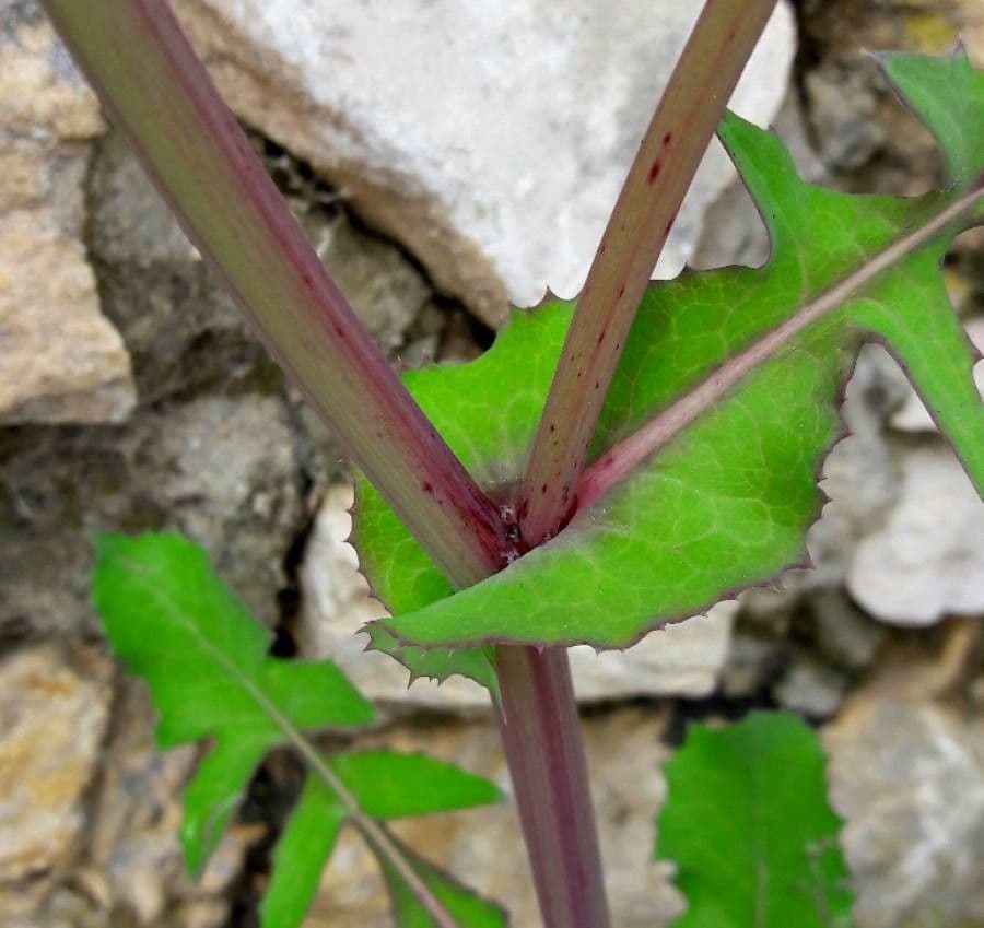 Crespigno ruvido 24
