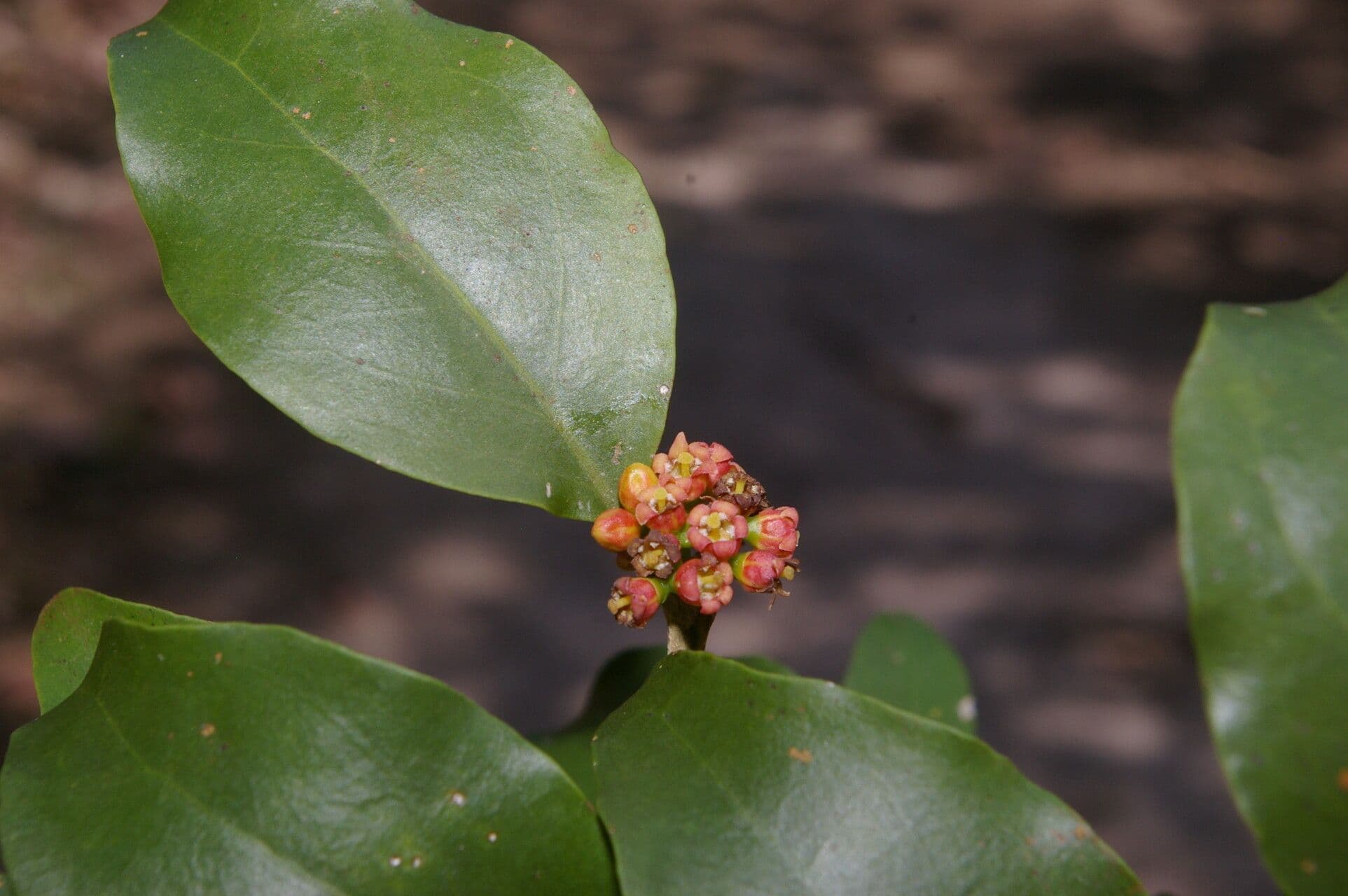 Agonandra 3