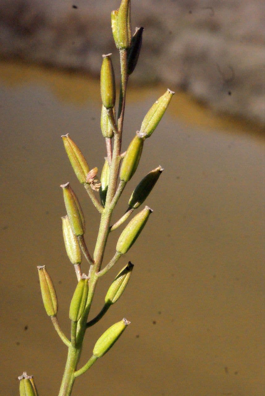 Triglochina bulbosa 5