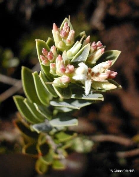 Cyathopsis 12