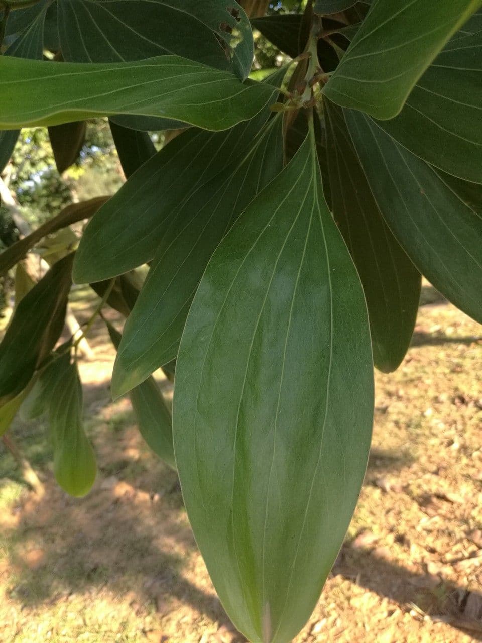 Cannella 4