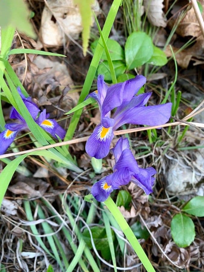 Iris verna 4