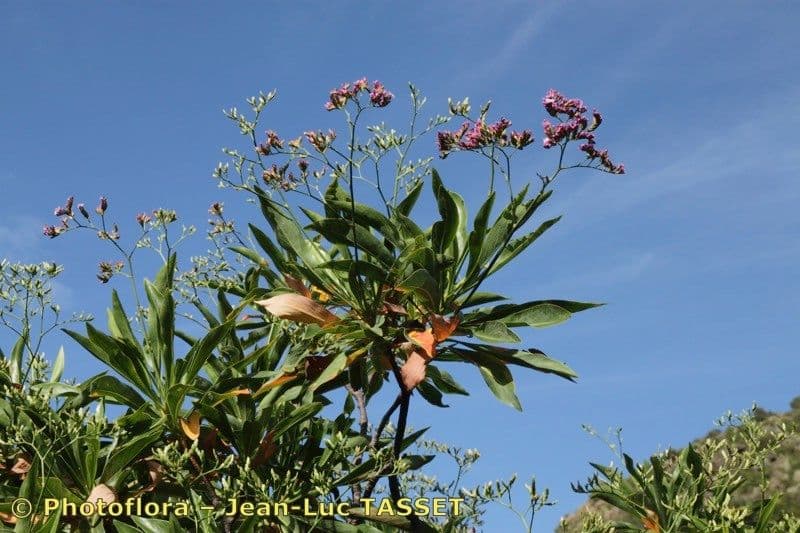 Limonio arboreo 11
