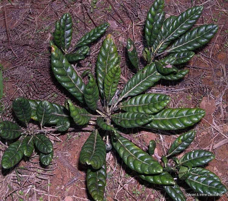 Elaeocarpus 2