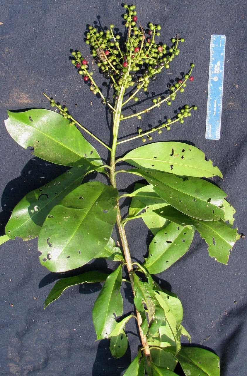 Ardisia révolutée 25