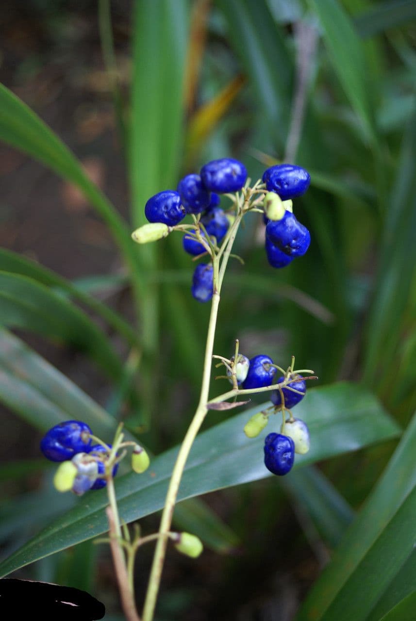 Dianella 5