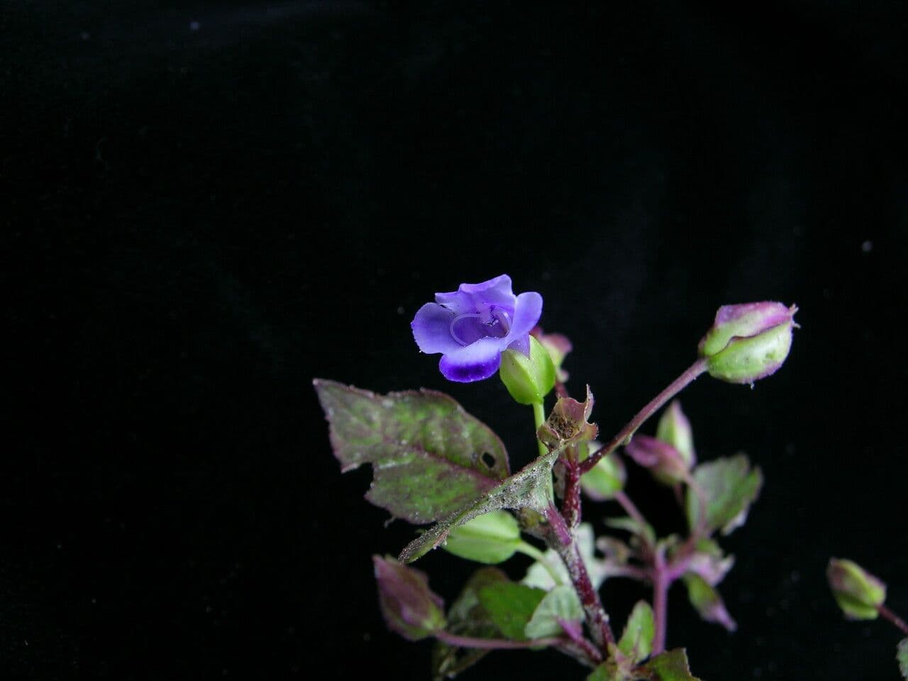 Torenia violacea 2