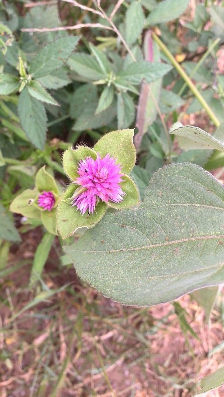 Gomphrena 3