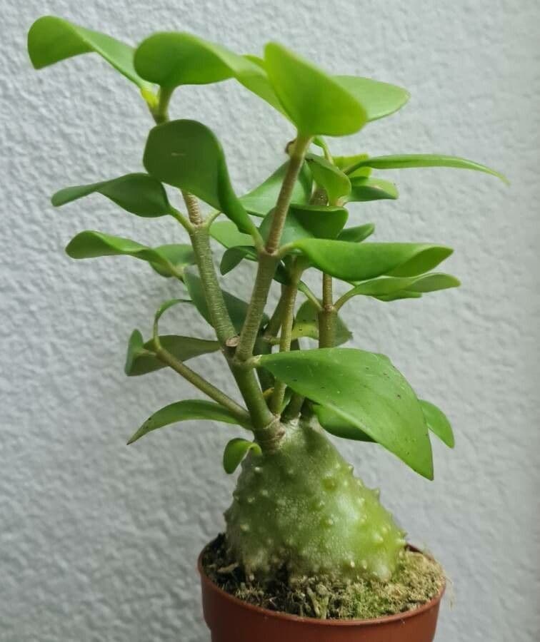 Hydnophytum 8