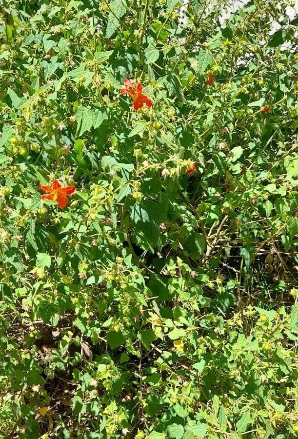 Pavonia 7