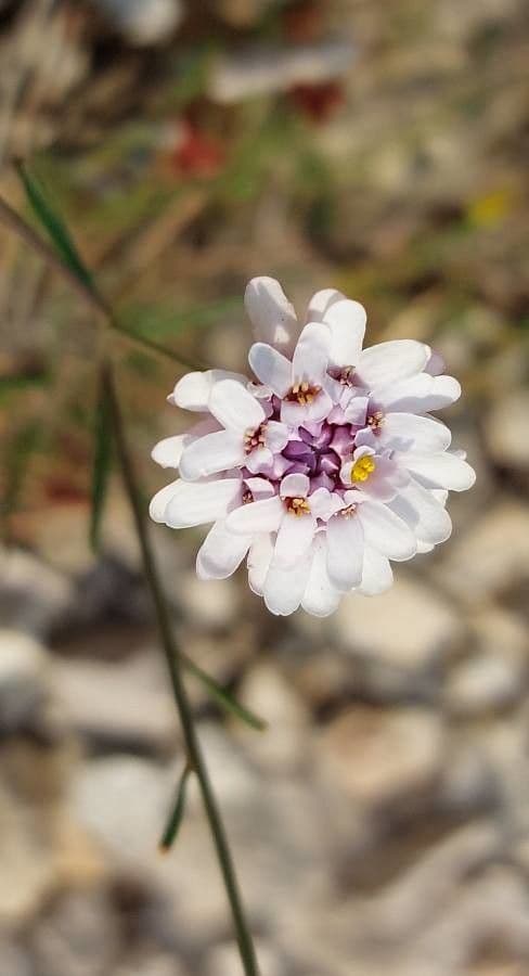 Iberis pinnata 10