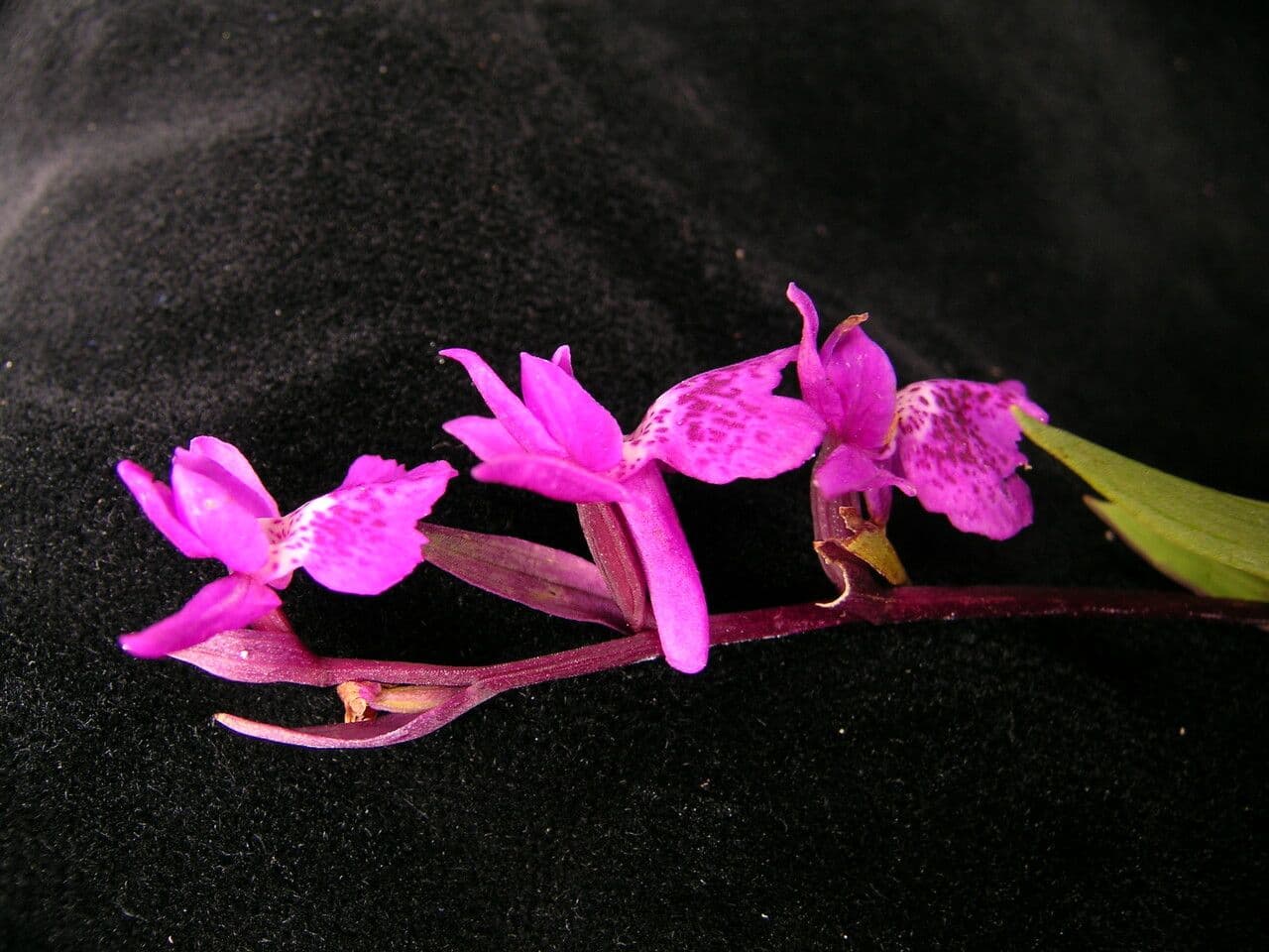 Ponerorchis chusua 4