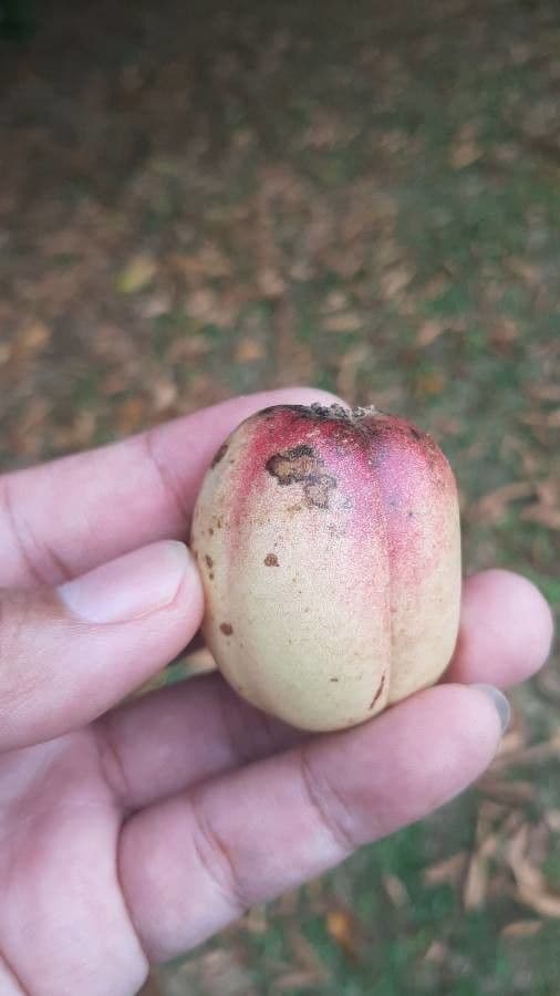 Elateriospermum tapos 2
