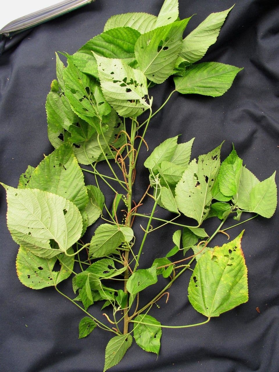 Acalypha villosa 10