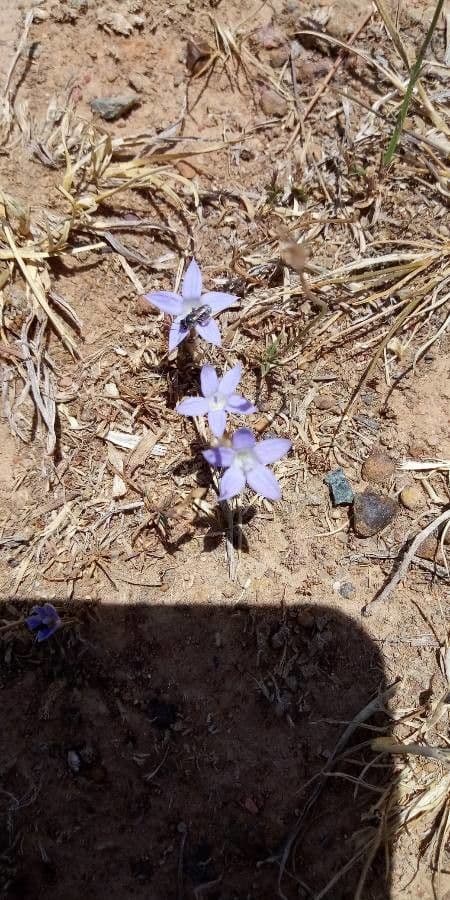 Wahlenbergia capillaris 3