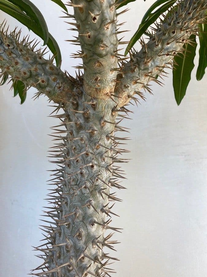 Pachypodium 15